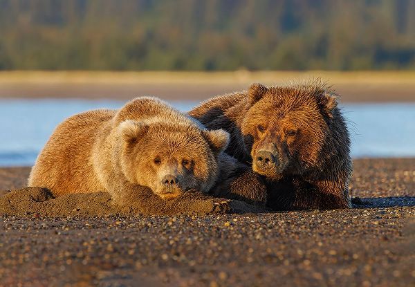 Jones, Adam 아티스트의 Adult female grizzly bear and cub sleeping on beach at sunrise-Lake Clark National Park and Preserve작품입니다.